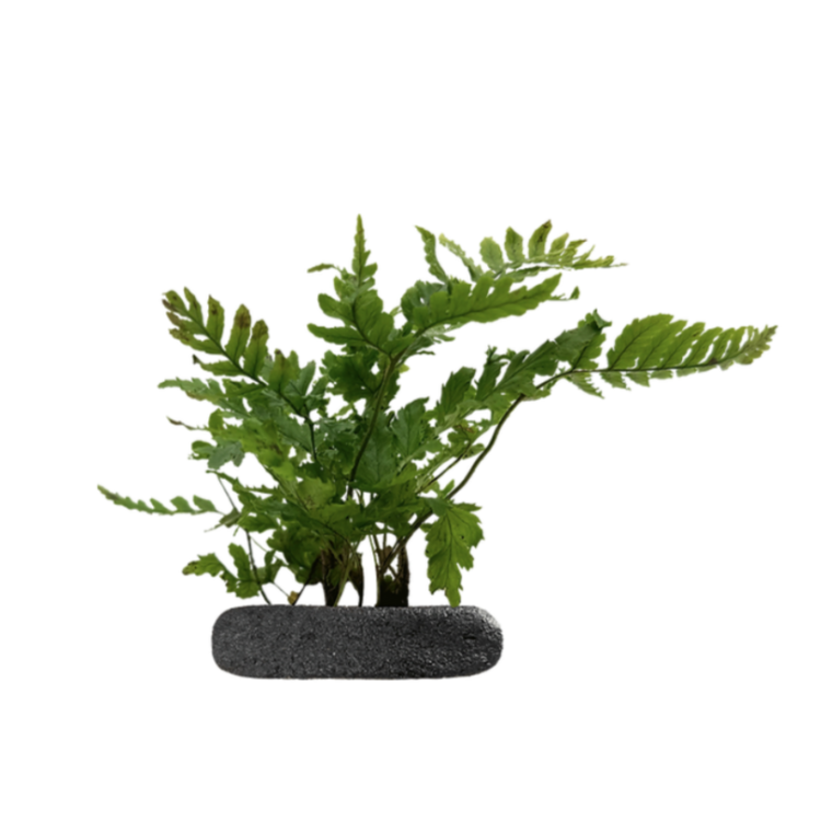 Planta terariu WIO Feriga Dryopteris erythrosora Compacta (Japanese Shield) - imagine 3